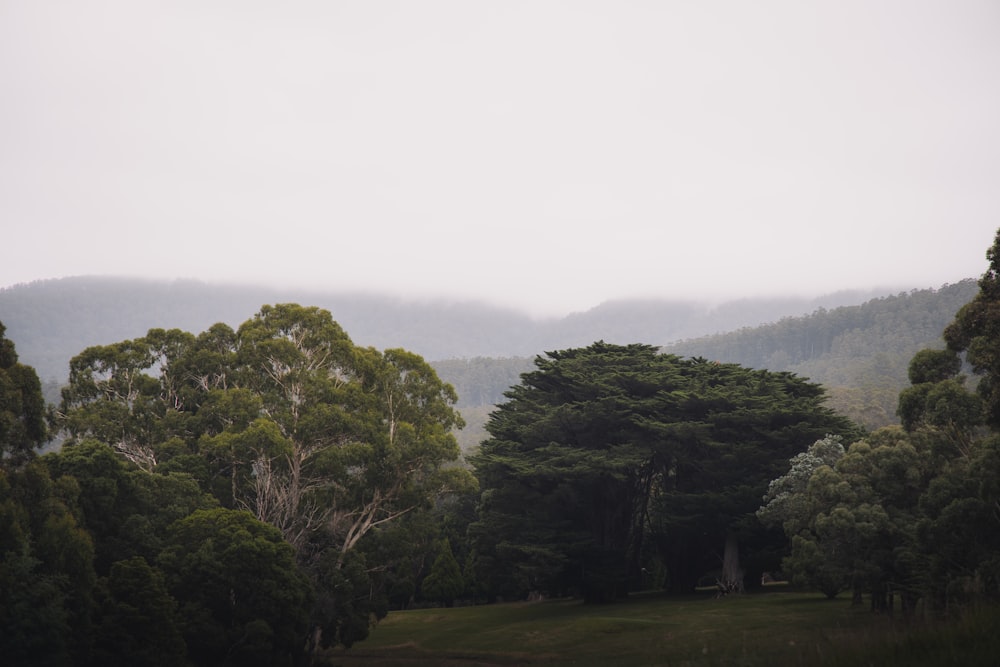 alberi verdi su campo di erba verde durante il giorno