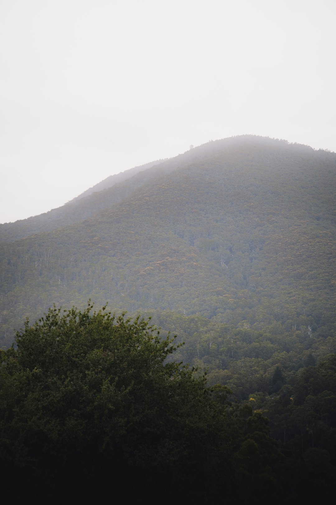 green trees on mountain during daytime