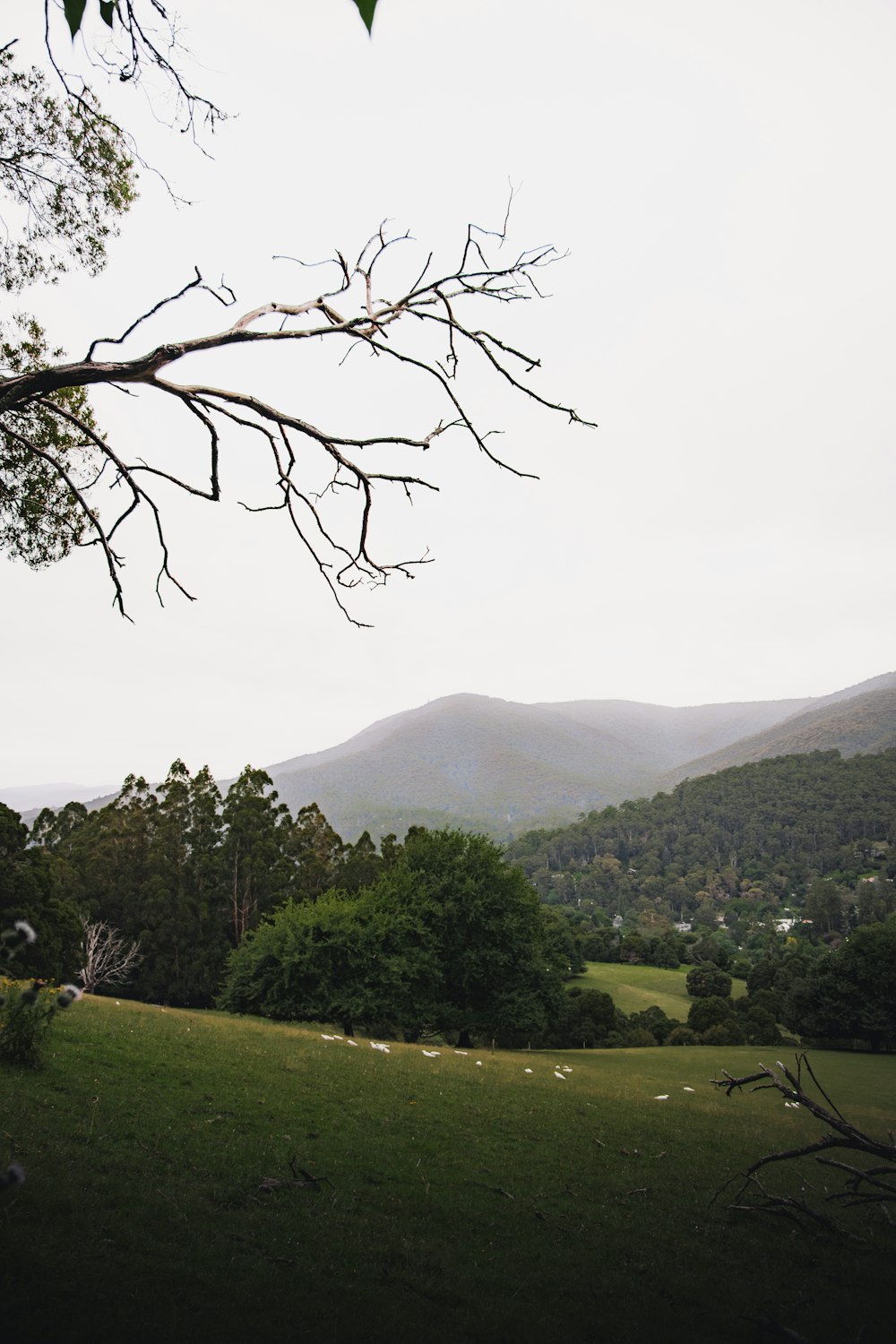 green grass field and trees during daytime