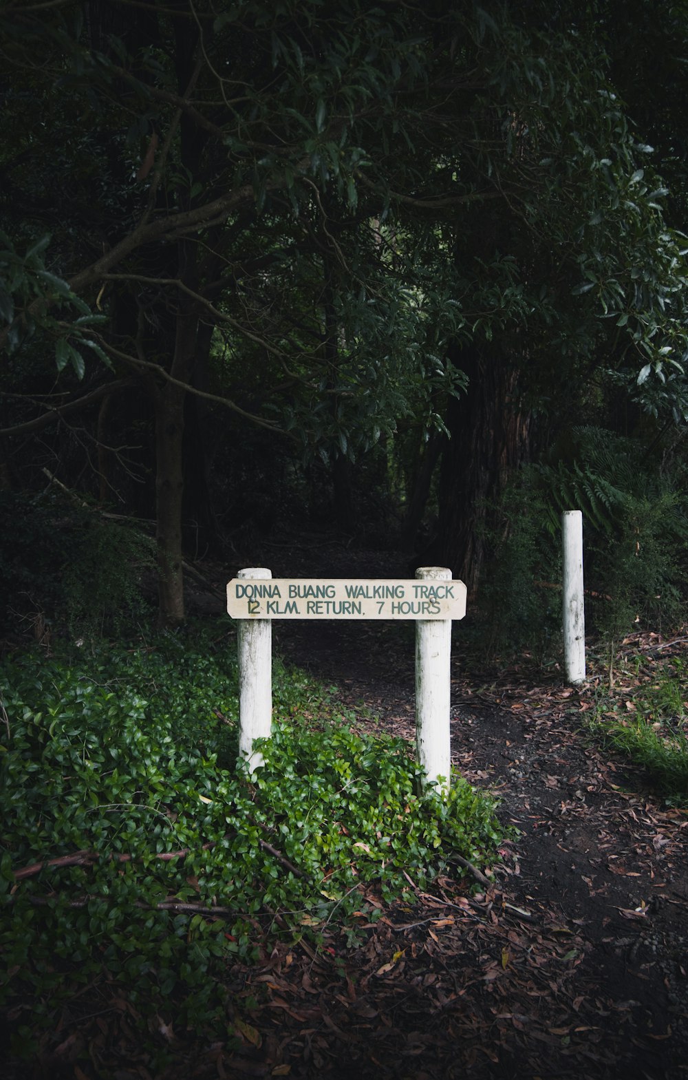 white wooden cross surrounded by green plants