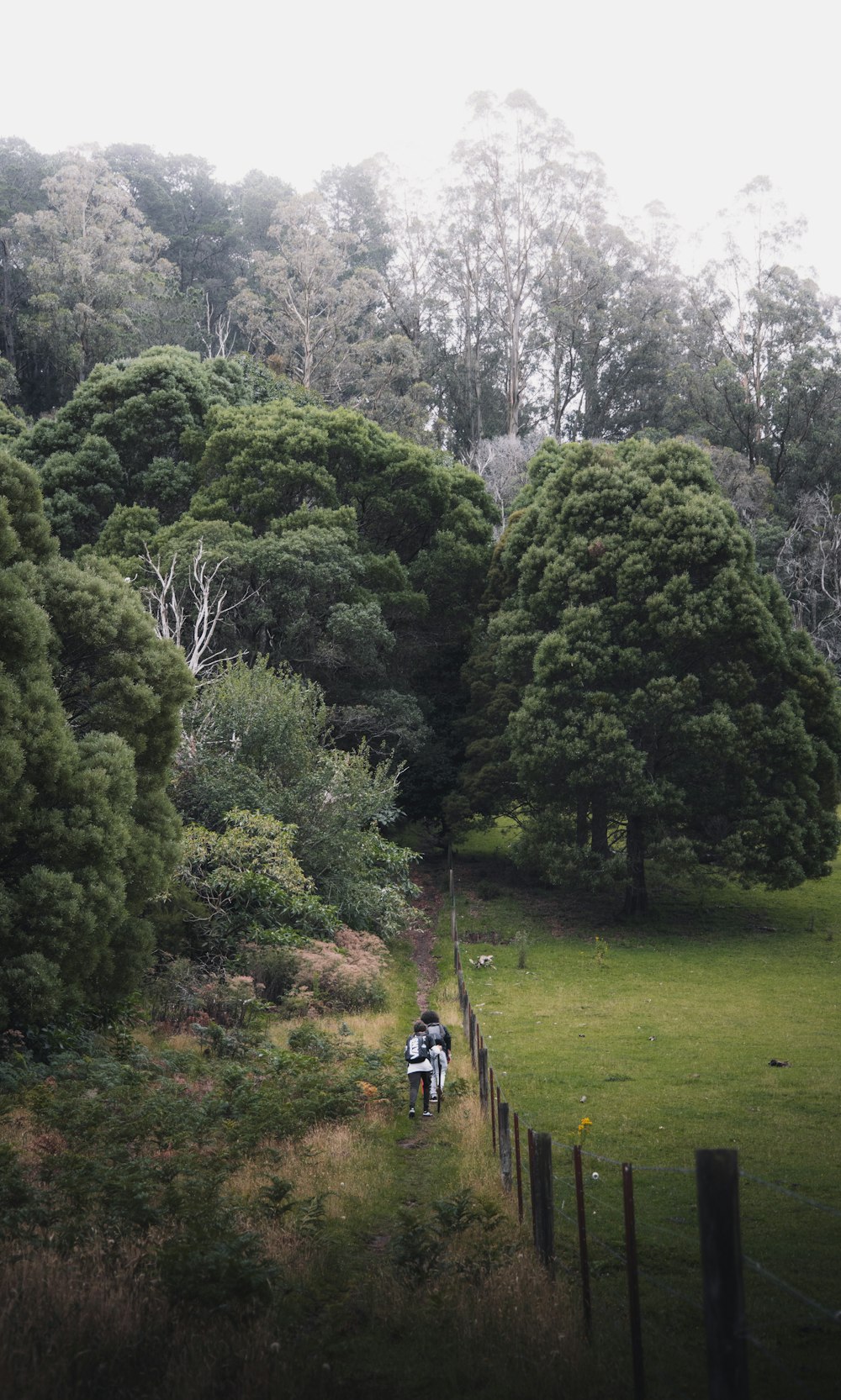 homme en chemise noire et pantalon noir debout sur un champ d’herbe verte près d’arbres verts pendant