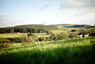 green grass field and trees under white sky during daytime