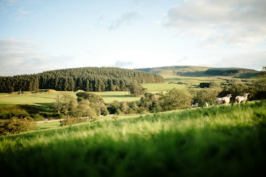 A picturesque rural landscape featuring lush green fields and rolling hills, with a dense forested area in the background. The scene is bathed in soft sunlight, creating a warm and inviting atmosphere. A small group of sheep graze peacefully in the foreground, adding a pastoral charm to the setting.