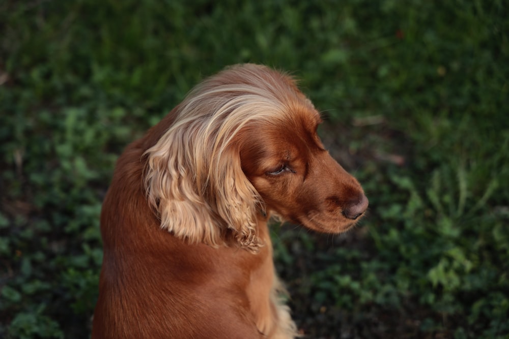 brown long haired small dog