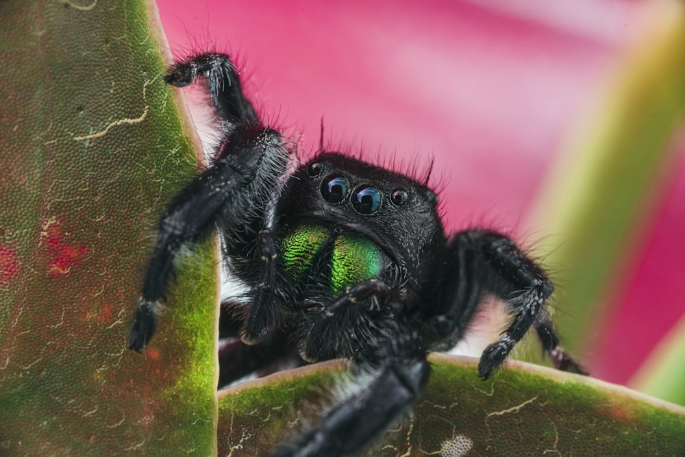 매크로 사진에서 녹색 잎에 검은 점프 거미
