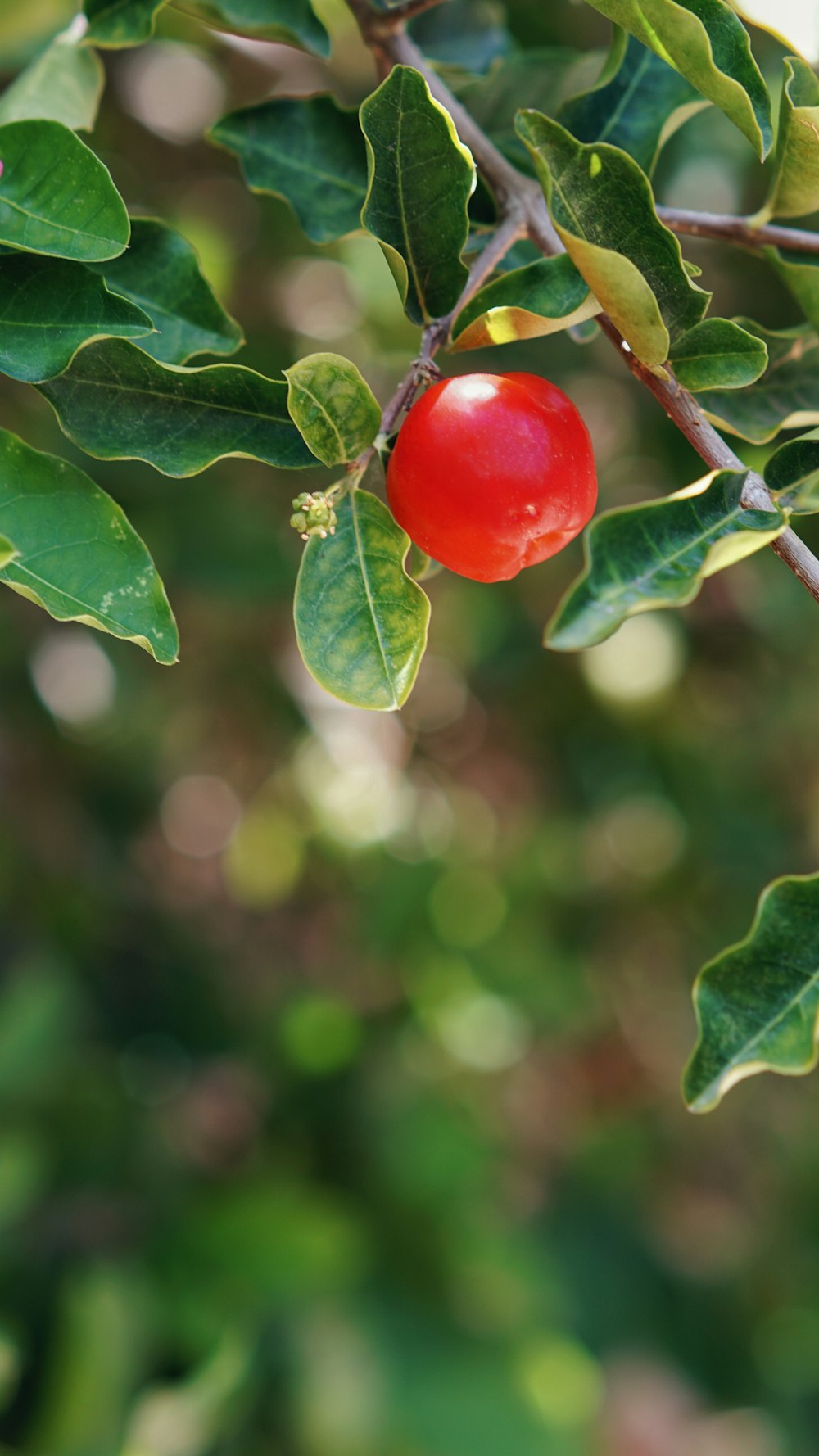 red round fruit on green leaf