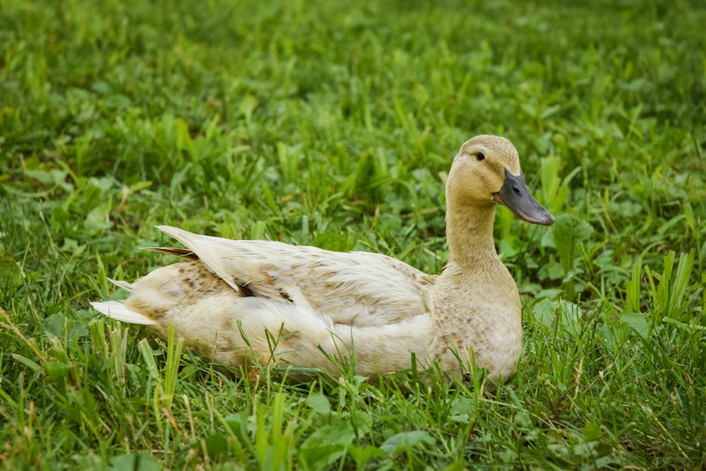 white duck on green grass during daytime
