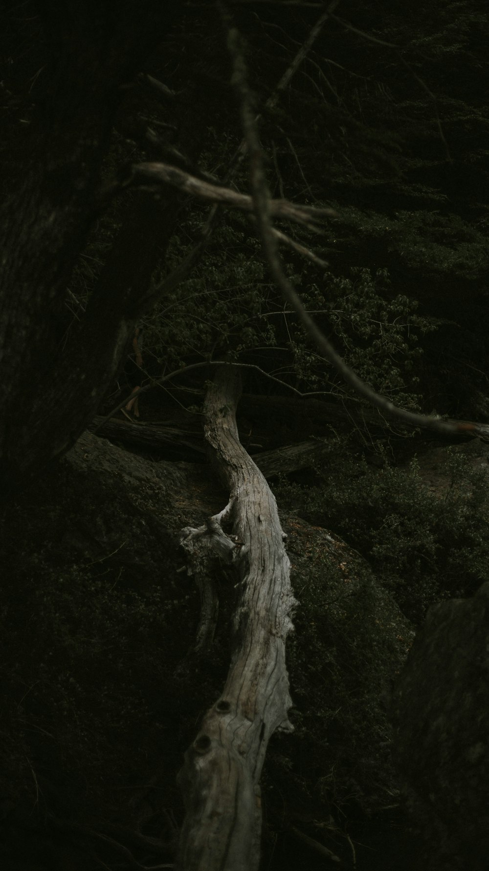 white tree branch on brown soil