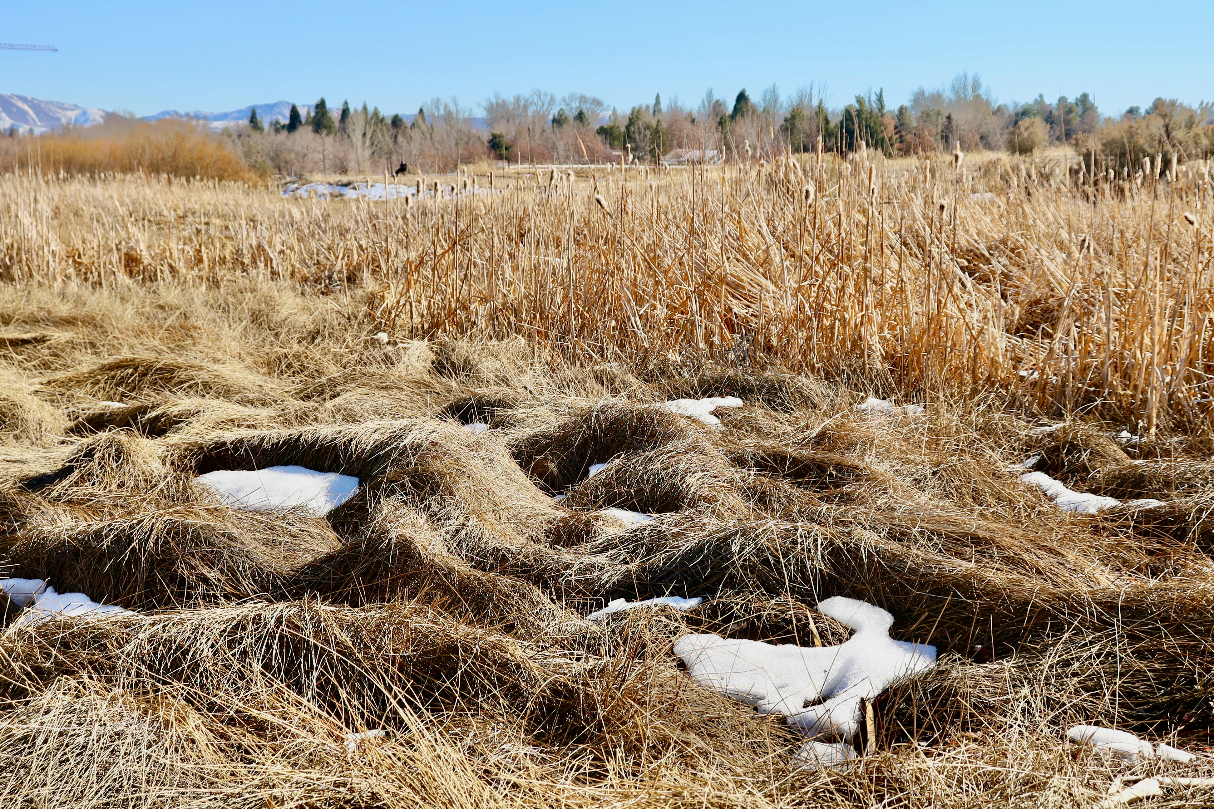 white bird on brown grass during daytime