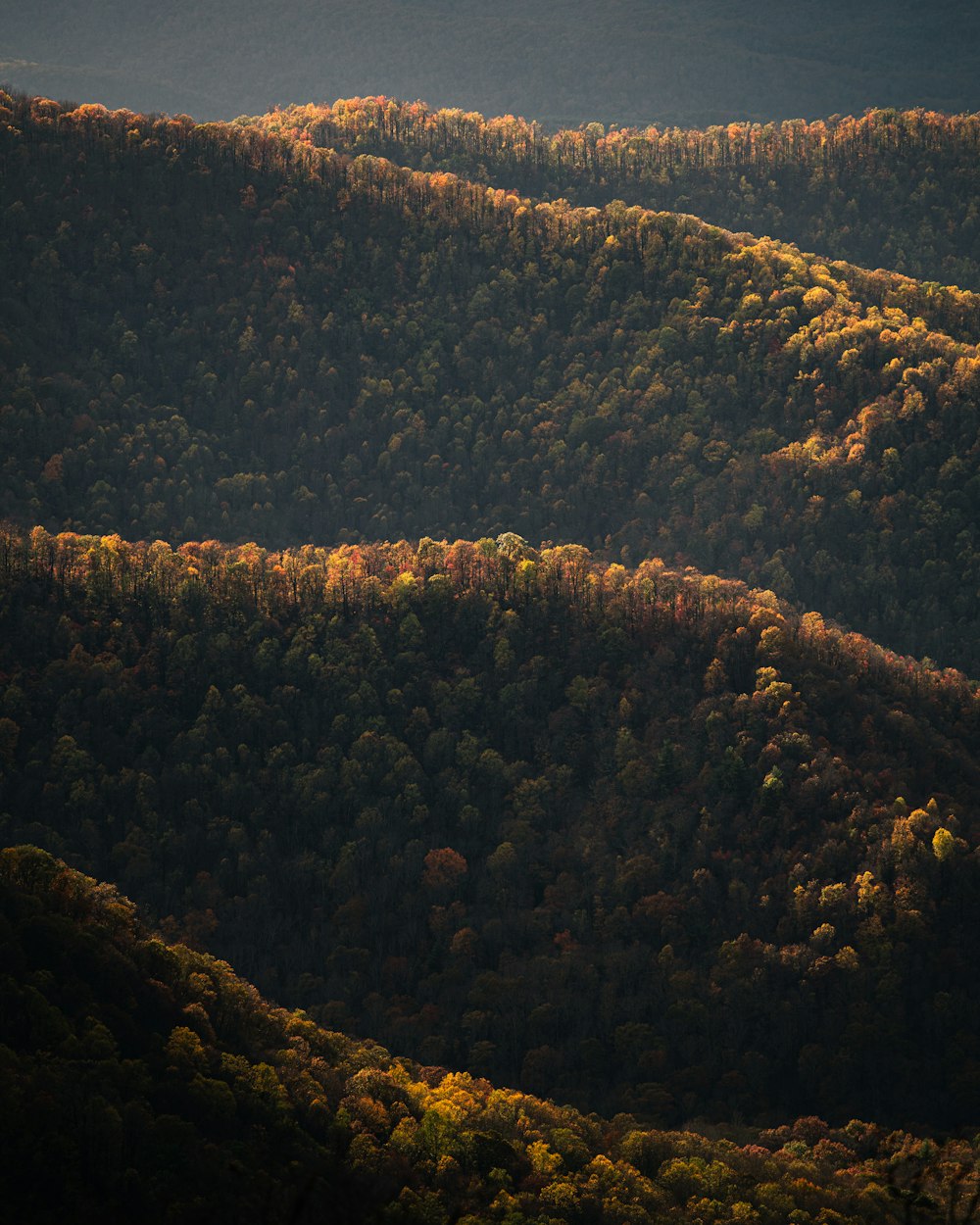 aerial view of green trees during daytime