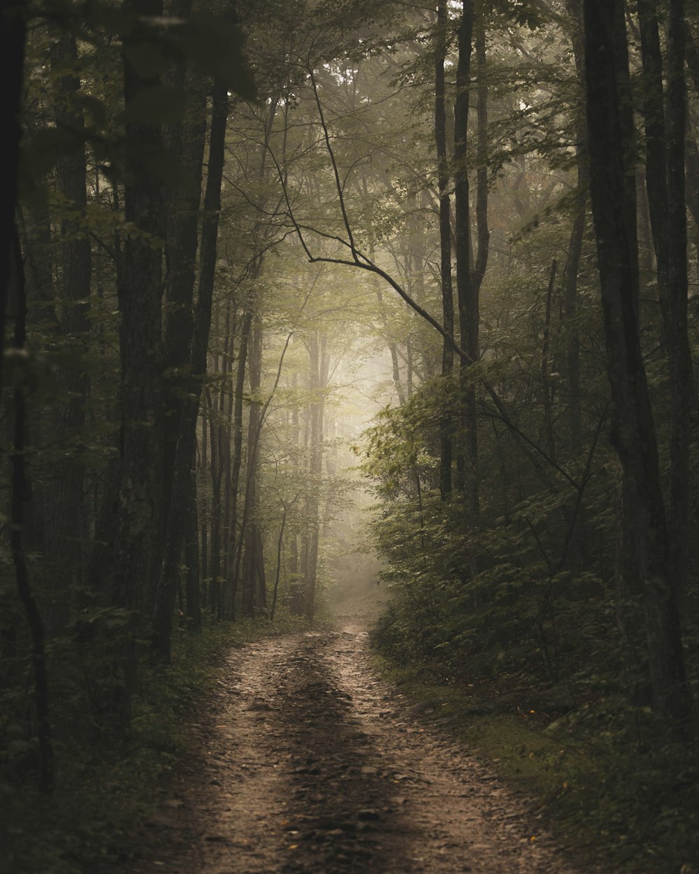 brown pathway between green trees during daytime