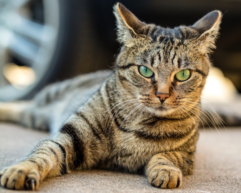 brown tabby cat on white textile