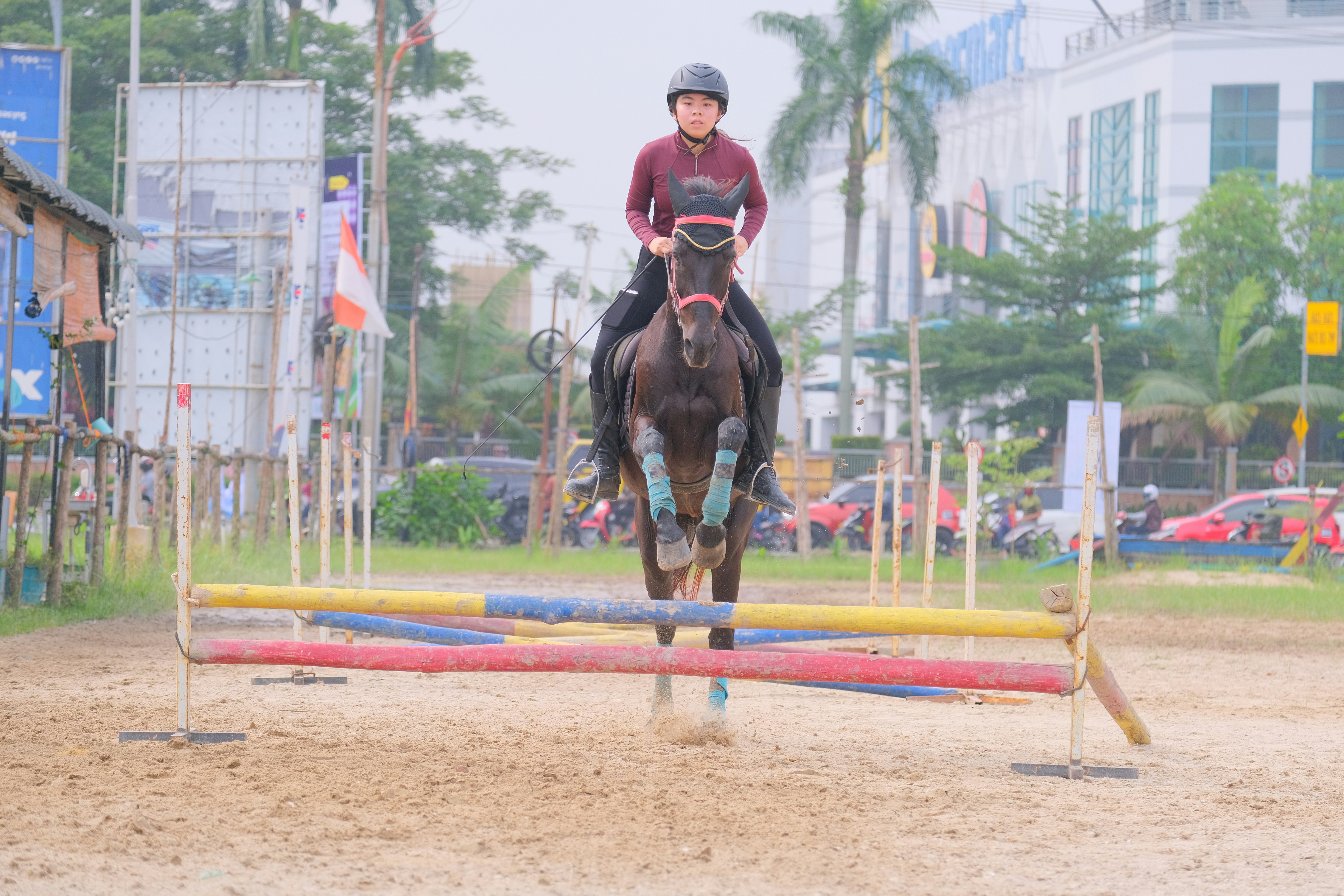 Premium Showjumping Horse Embryos