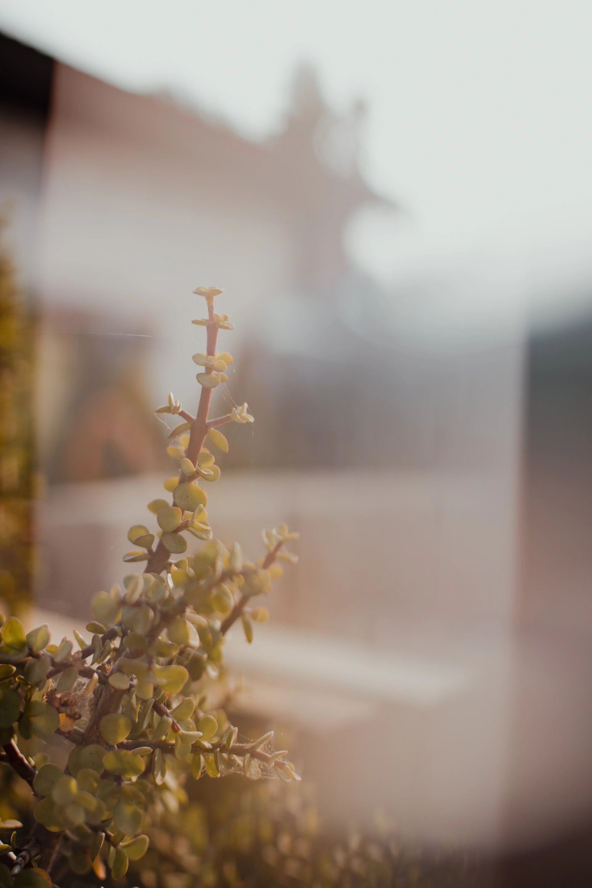 white flower in tilt shift lens