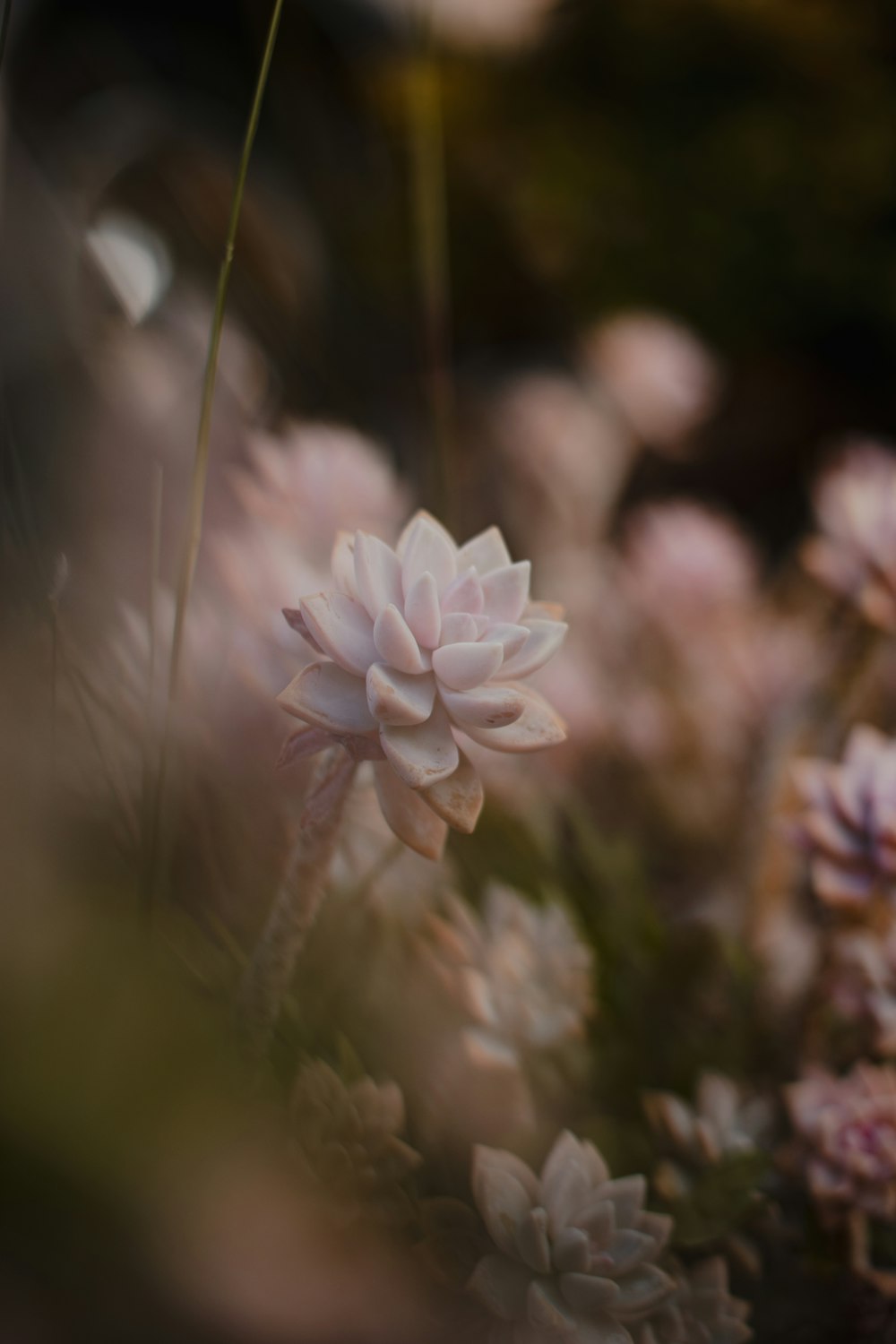 purple flower in tilt shift lens