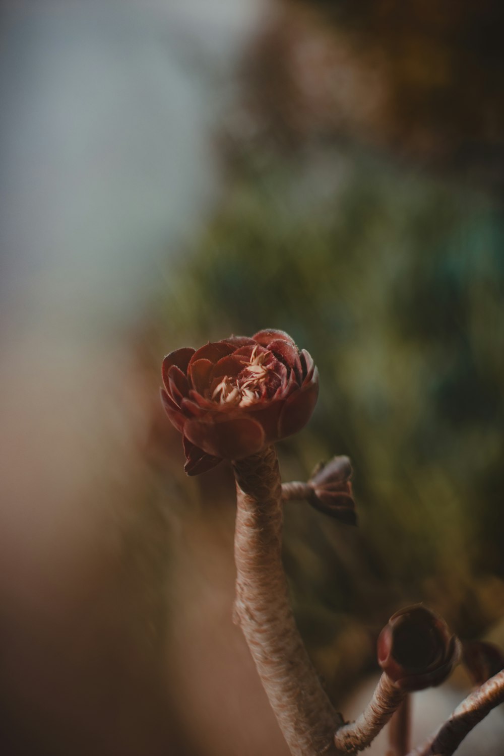 brown flower in tilt shift lens