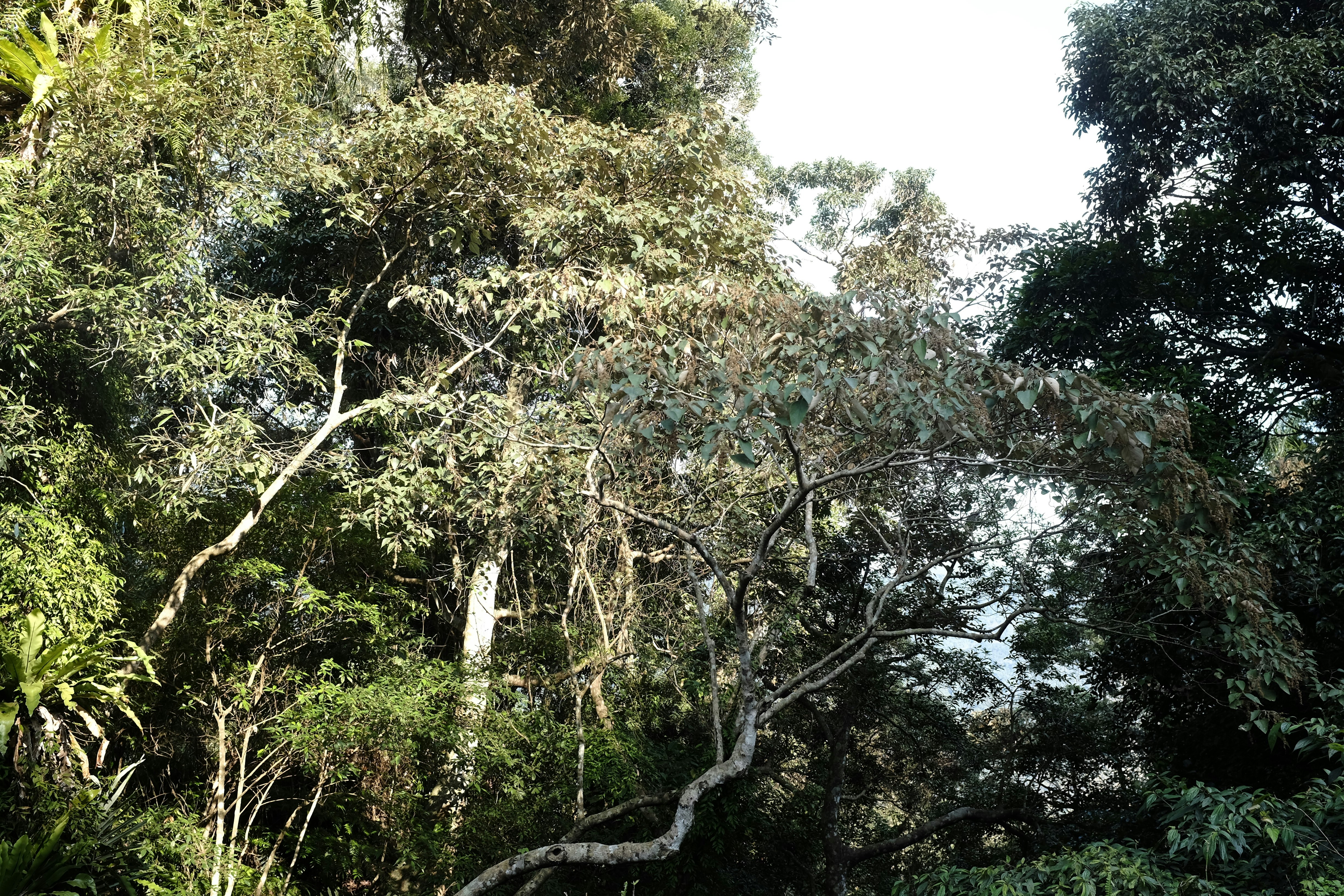 green trees under white sky during daytime