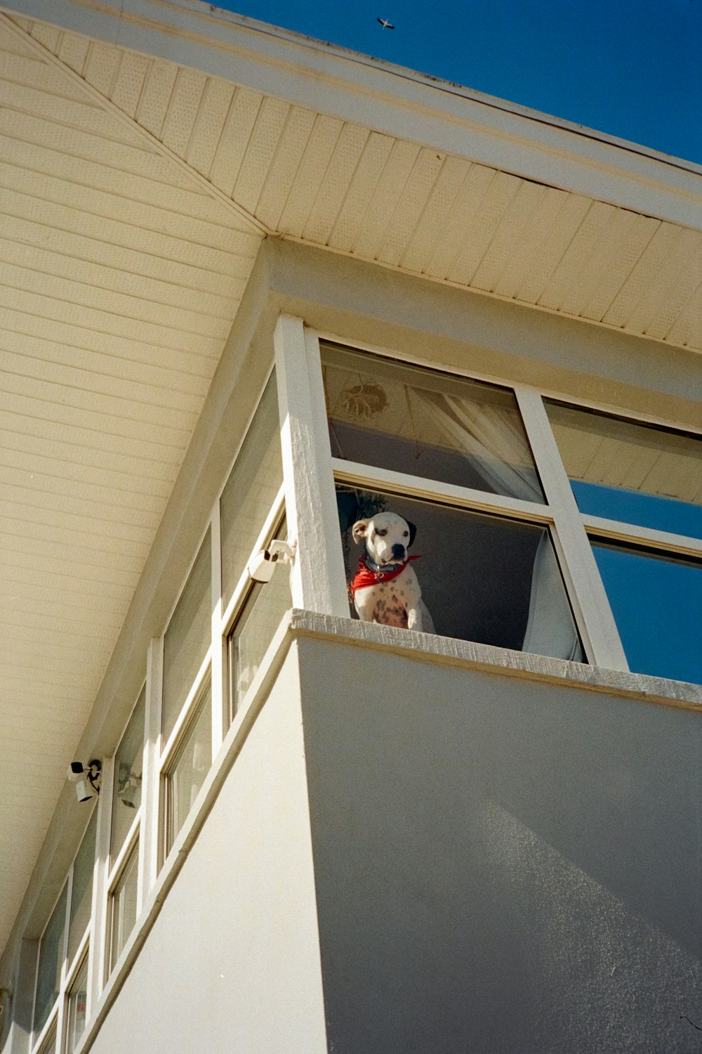 white and black short coated dog on window