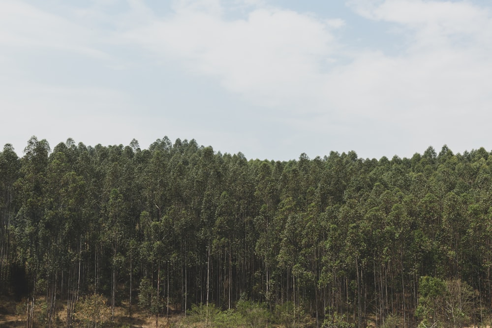 green trees under white sky during daytime