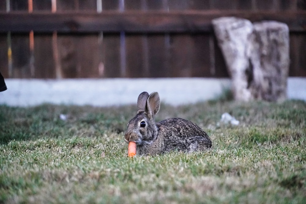 gray rabbit on green grass during daytime