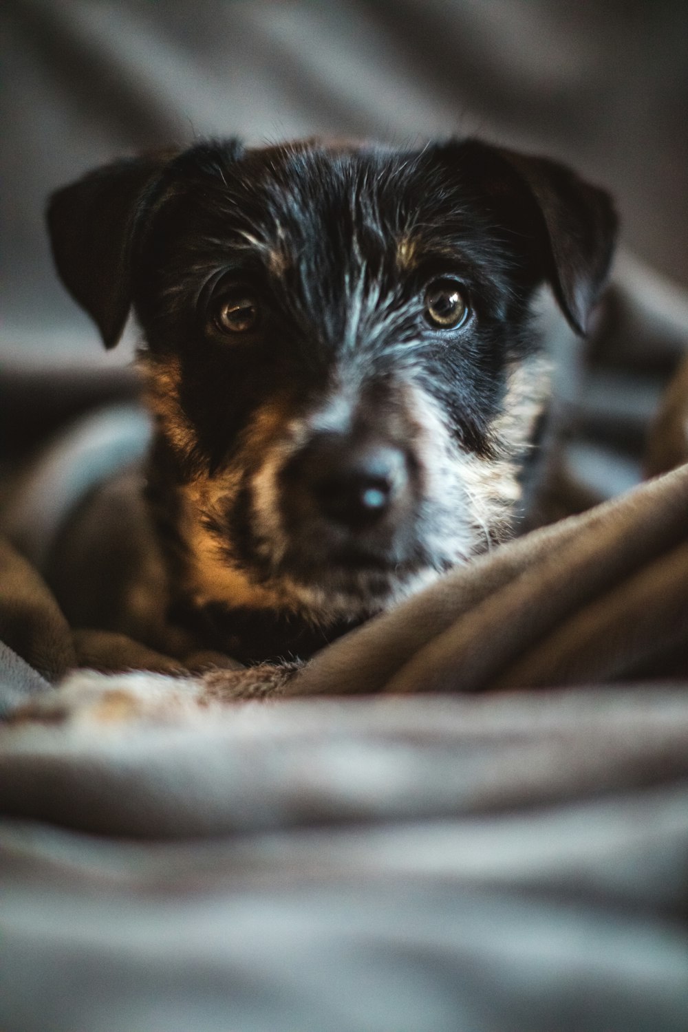 preto e branco curto revestido pequeno cão em tecido marrom