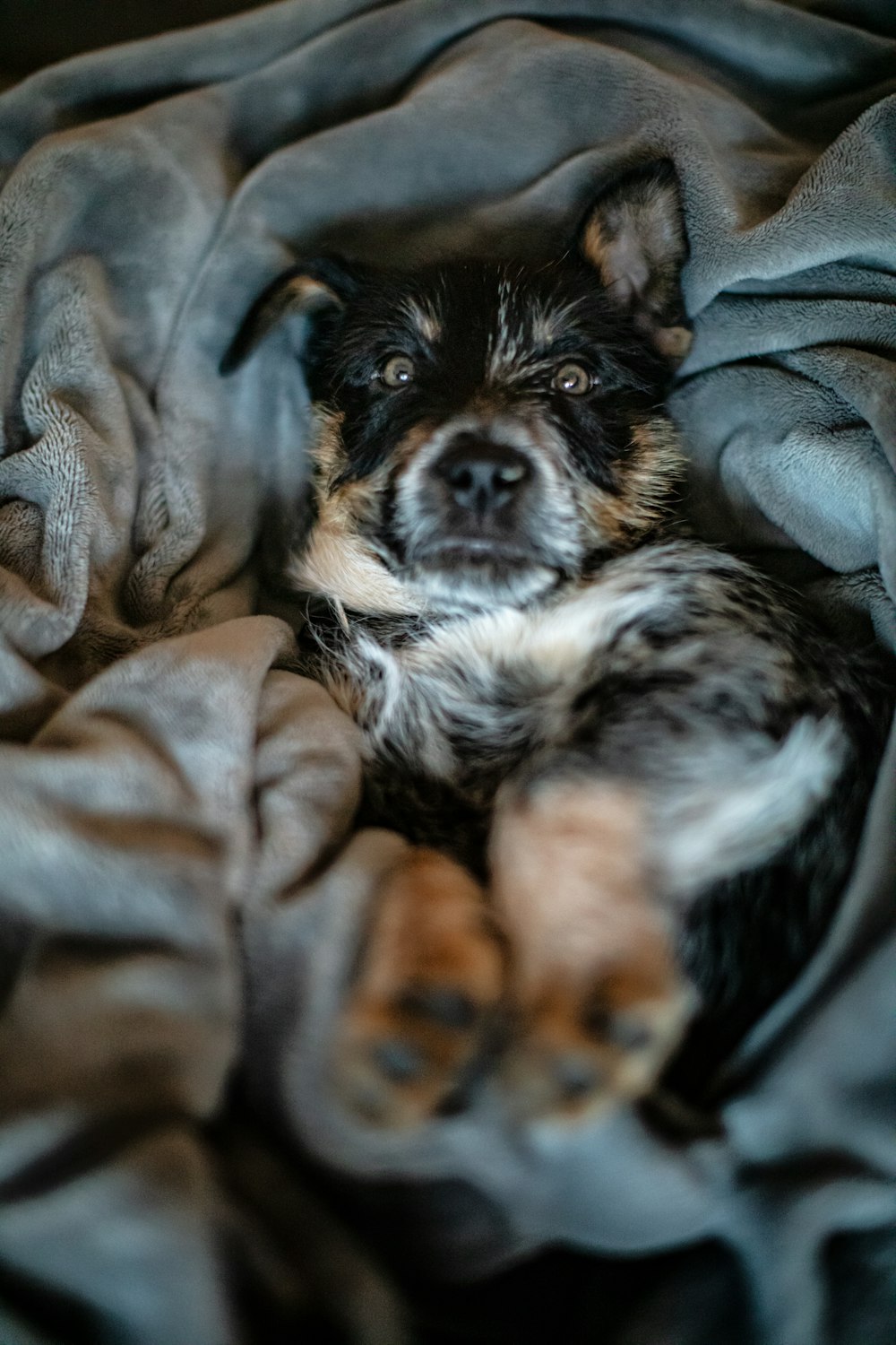 black and brown short coated dog lying on gray textile
