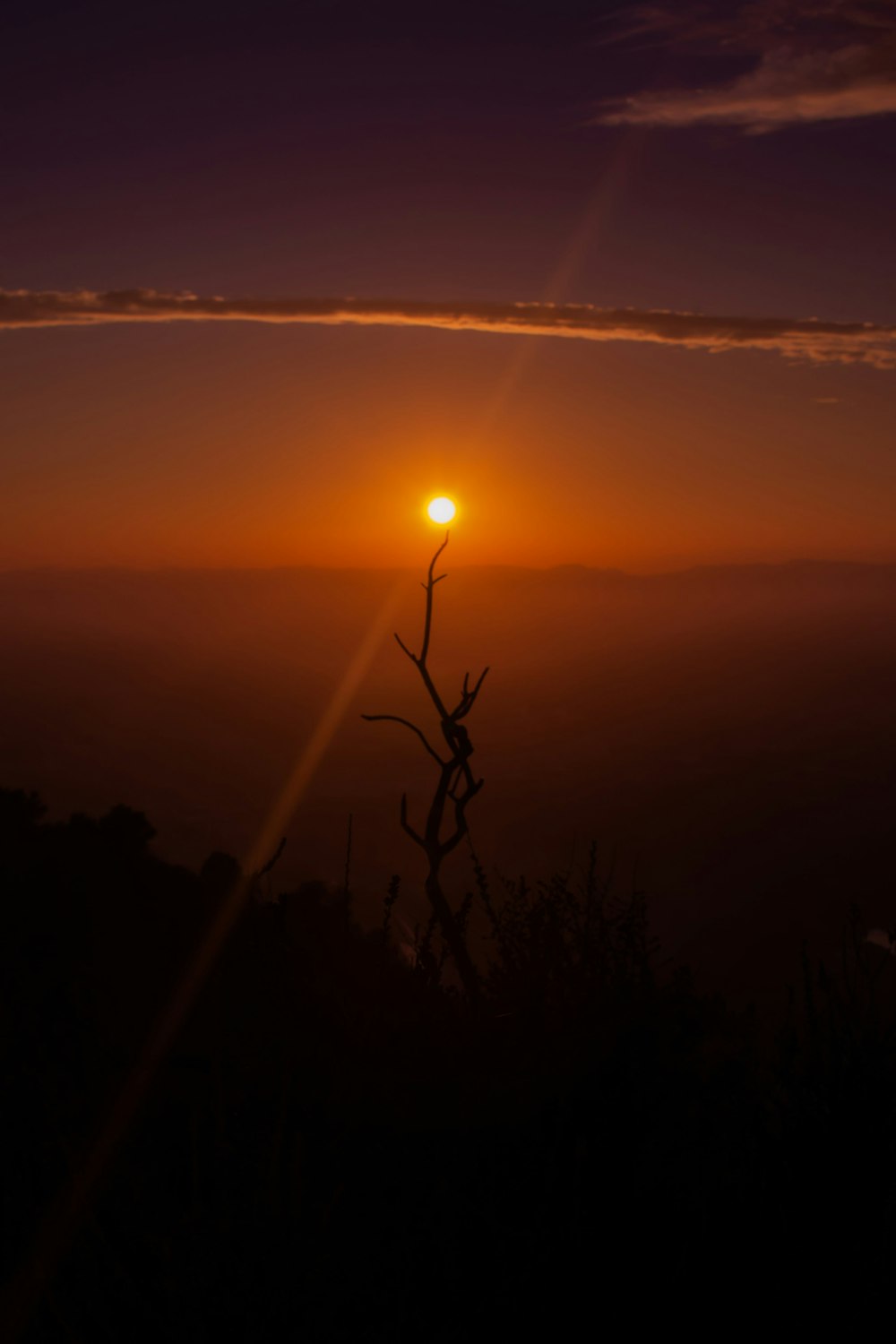 silhouette of plants during sunset