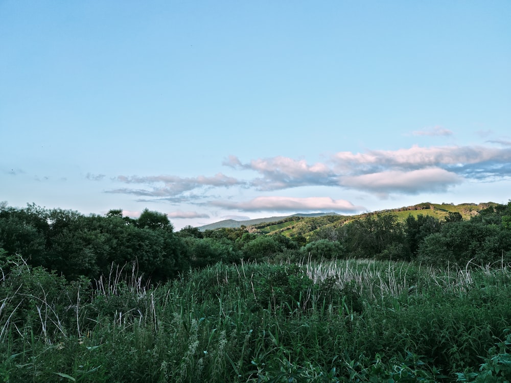 Campo de hierba verde bajo el cielo azul durante el día