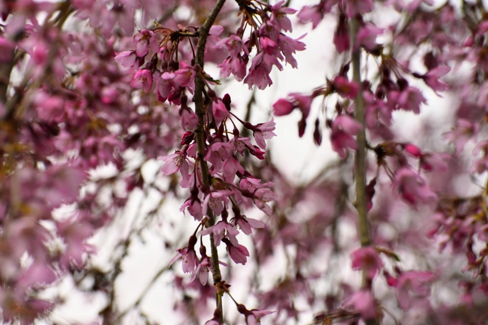 pink and white flowers in tilt shift lens