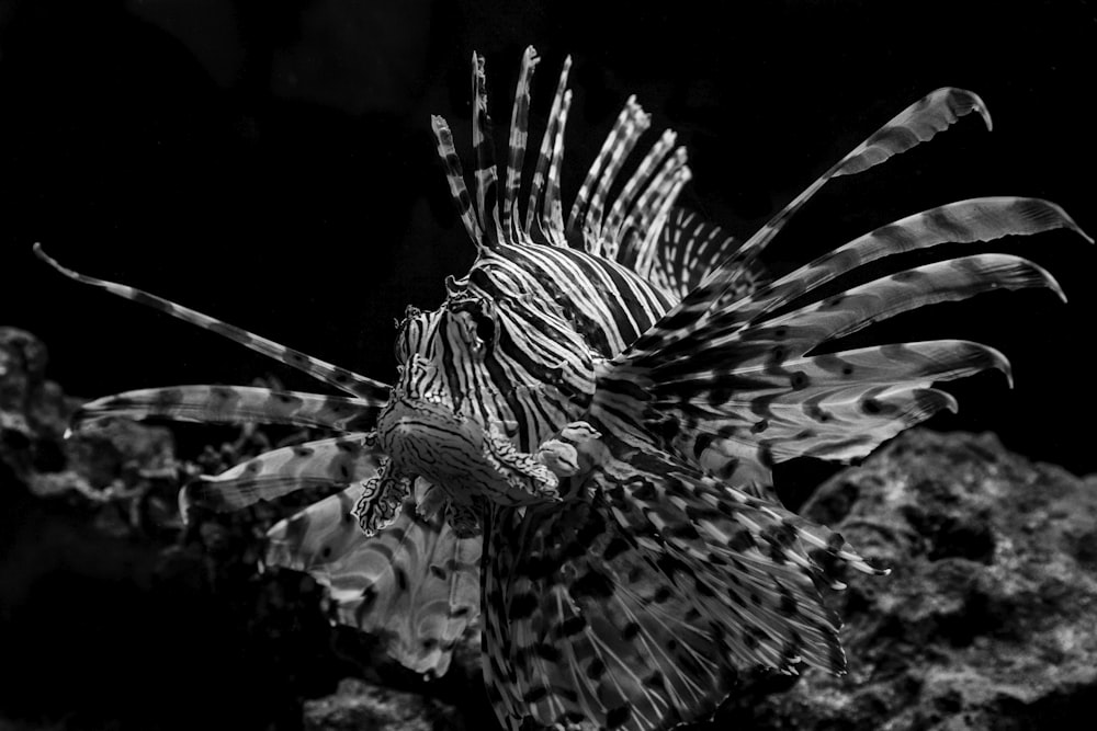 black and white striped fish
