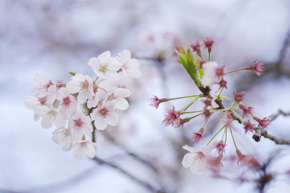 white cherry blossom in close up photography