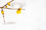 A beautiful flower blooming, symbolizing new beginnings.