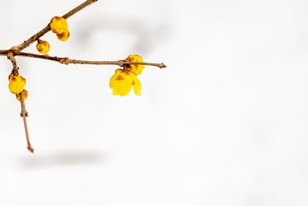 yellow flower in tilt shift lens