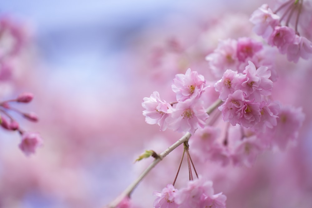 pink flower in tilt shift lens