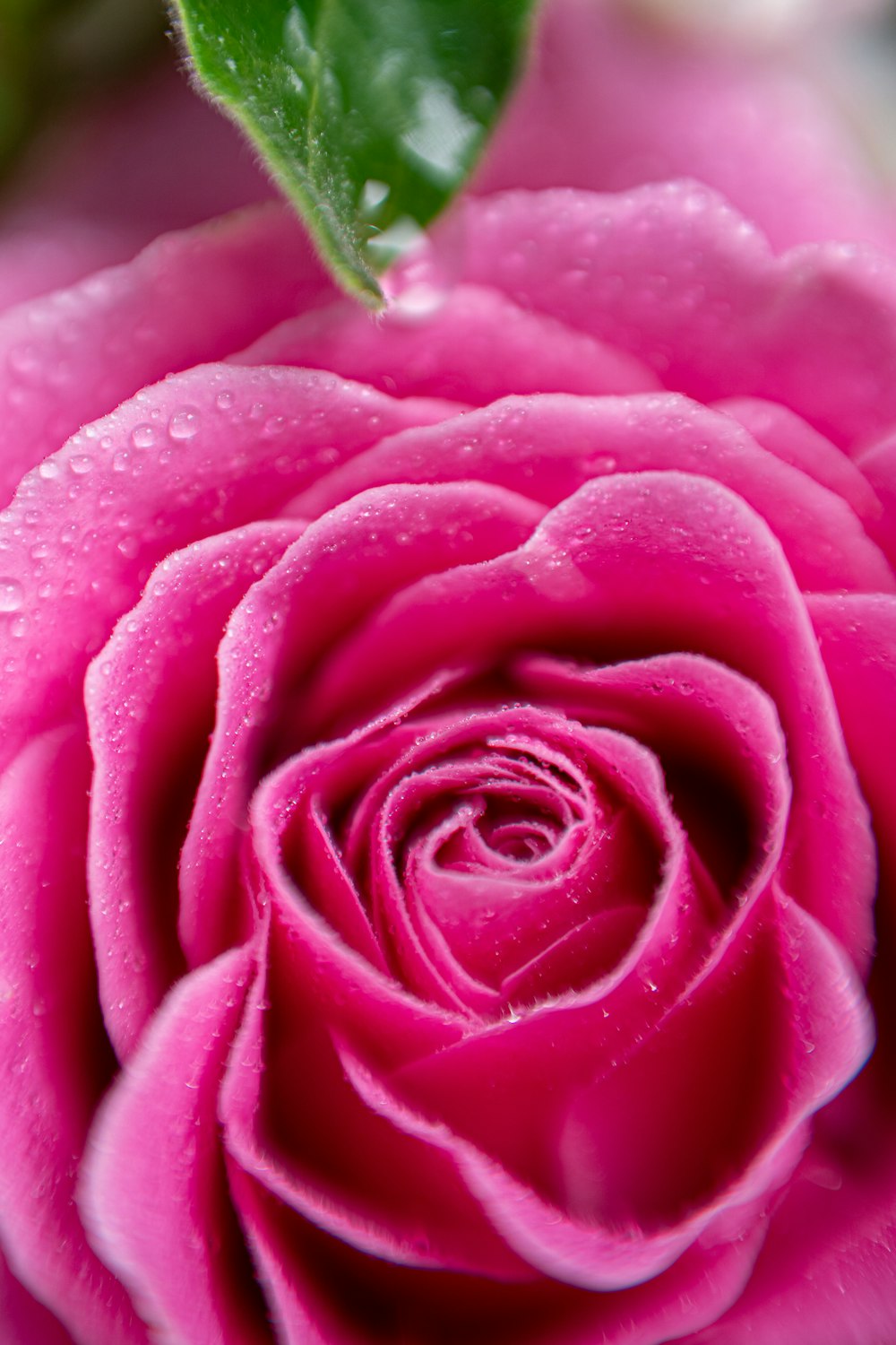 pink rose with water droplets