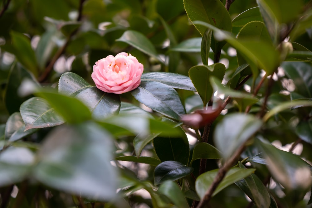 pink rose in bloom during daytime