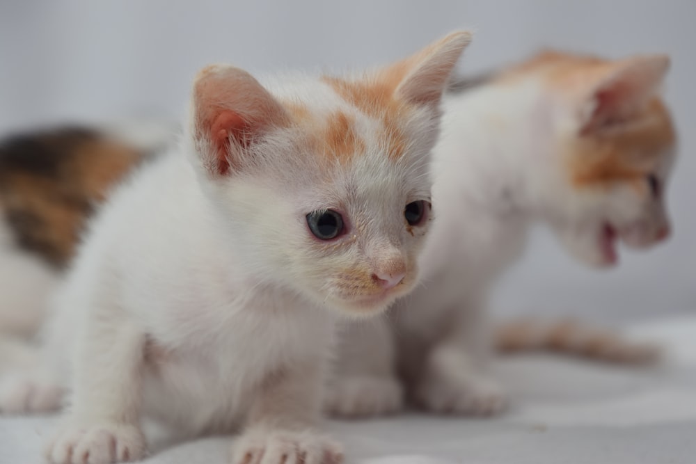 gattino bianco e arancione su tessuto bianco