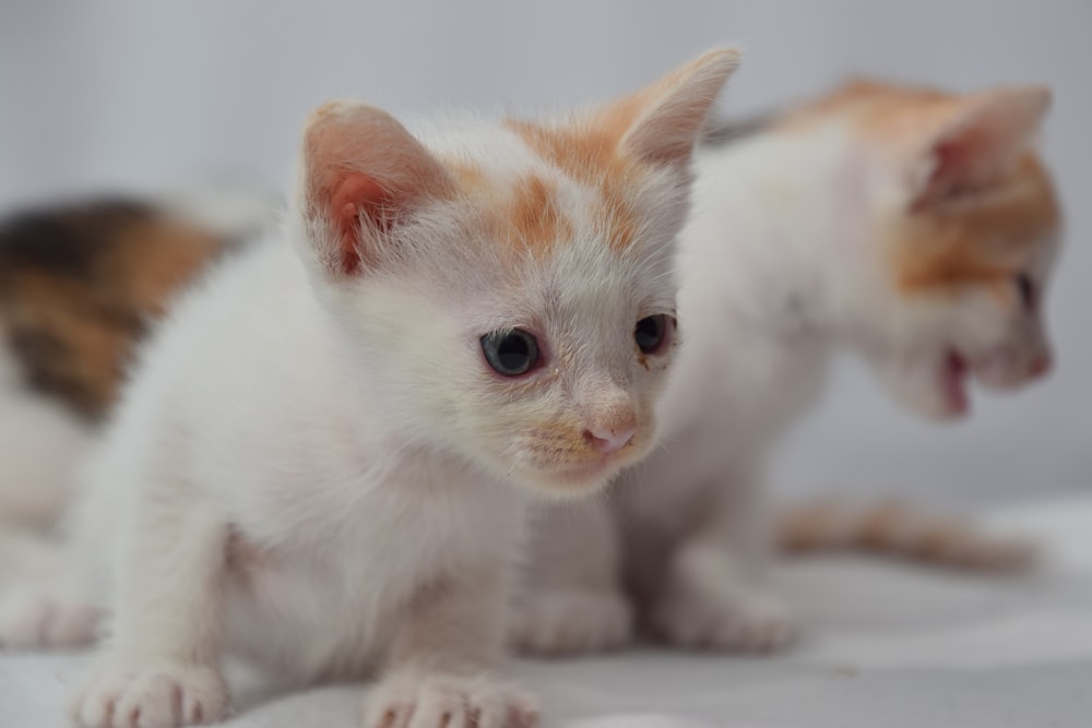 white and orange kitten on white textile