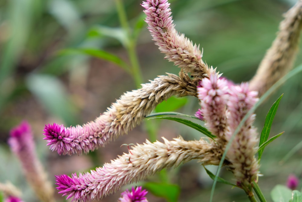 pink and white flower in close up photography