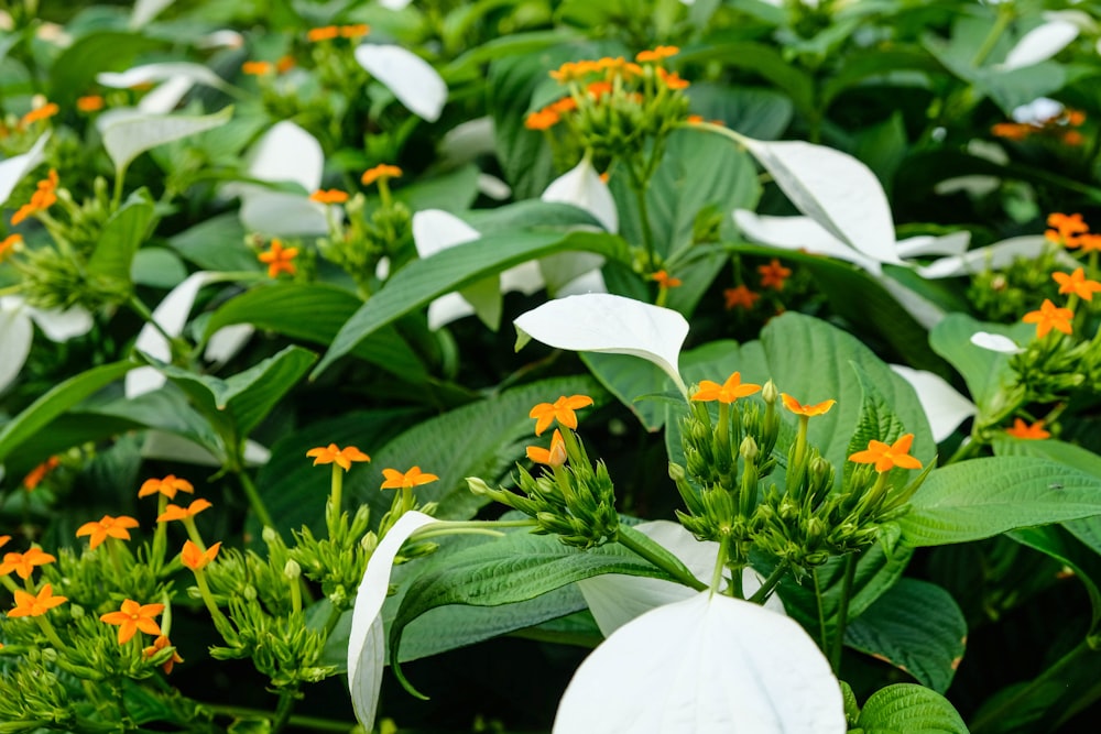 white and orange flowers with green leaves