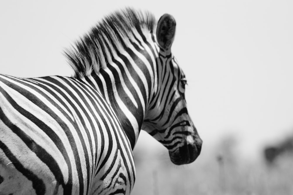 grayscale photo of zebra during daytime