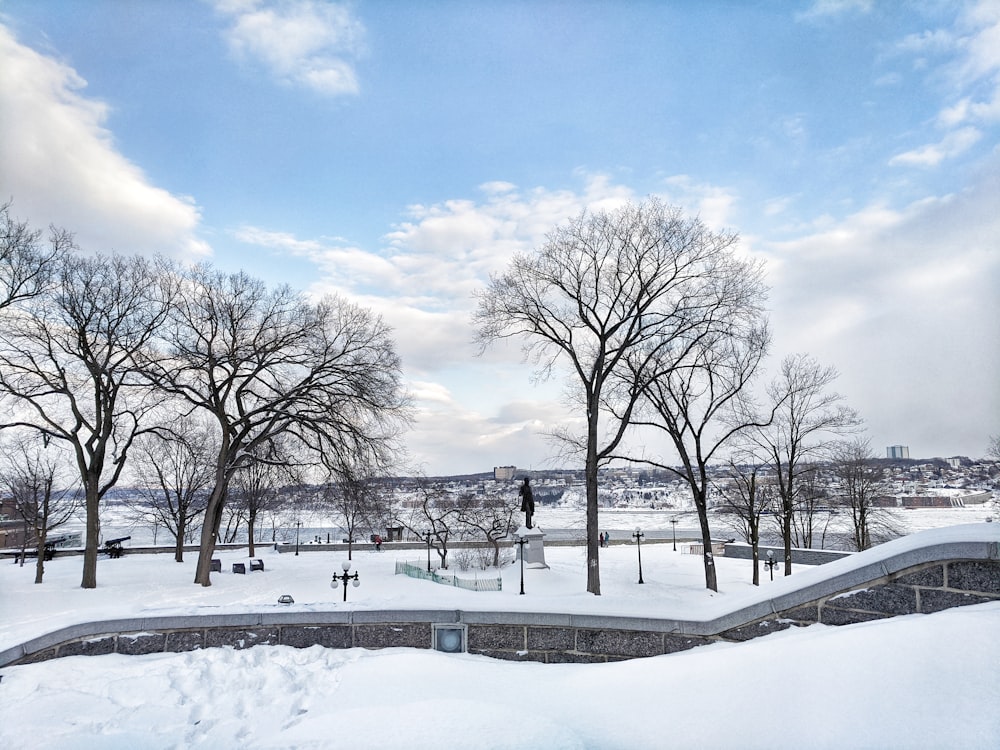 leafless trees on snow covered ground under blue sky during daytime