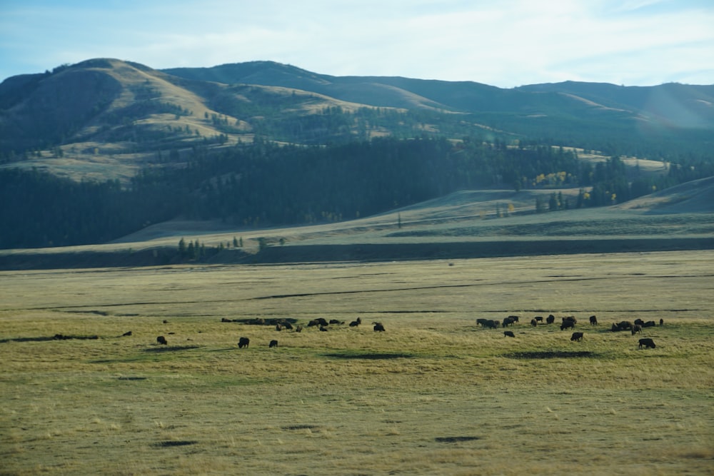 green grass field near mountain during daytime