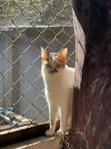 A cat with a white body and patches of brown and black on its head stands next to a tree trunk inside an enclosure. Sunlight highlights its fur, and a chain-link fence is visible in the background.
