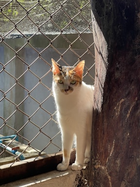 A cat with a white body and patches of brown and black on its head stands next to a tree trunk inside an enclosure. Sunlight highlights its fur, and a chain-link fence is visible in the background.