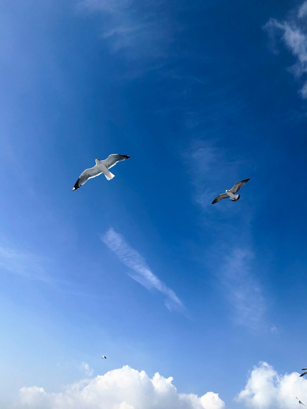 white and black birds flying under blue sky during daytime