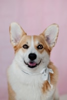 brown and white corgi puppy