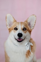 brown and white corgi puppy