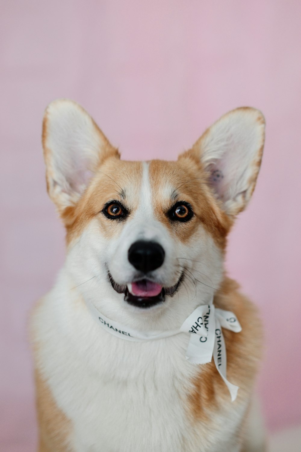 Chiot Corgi brun et blanc