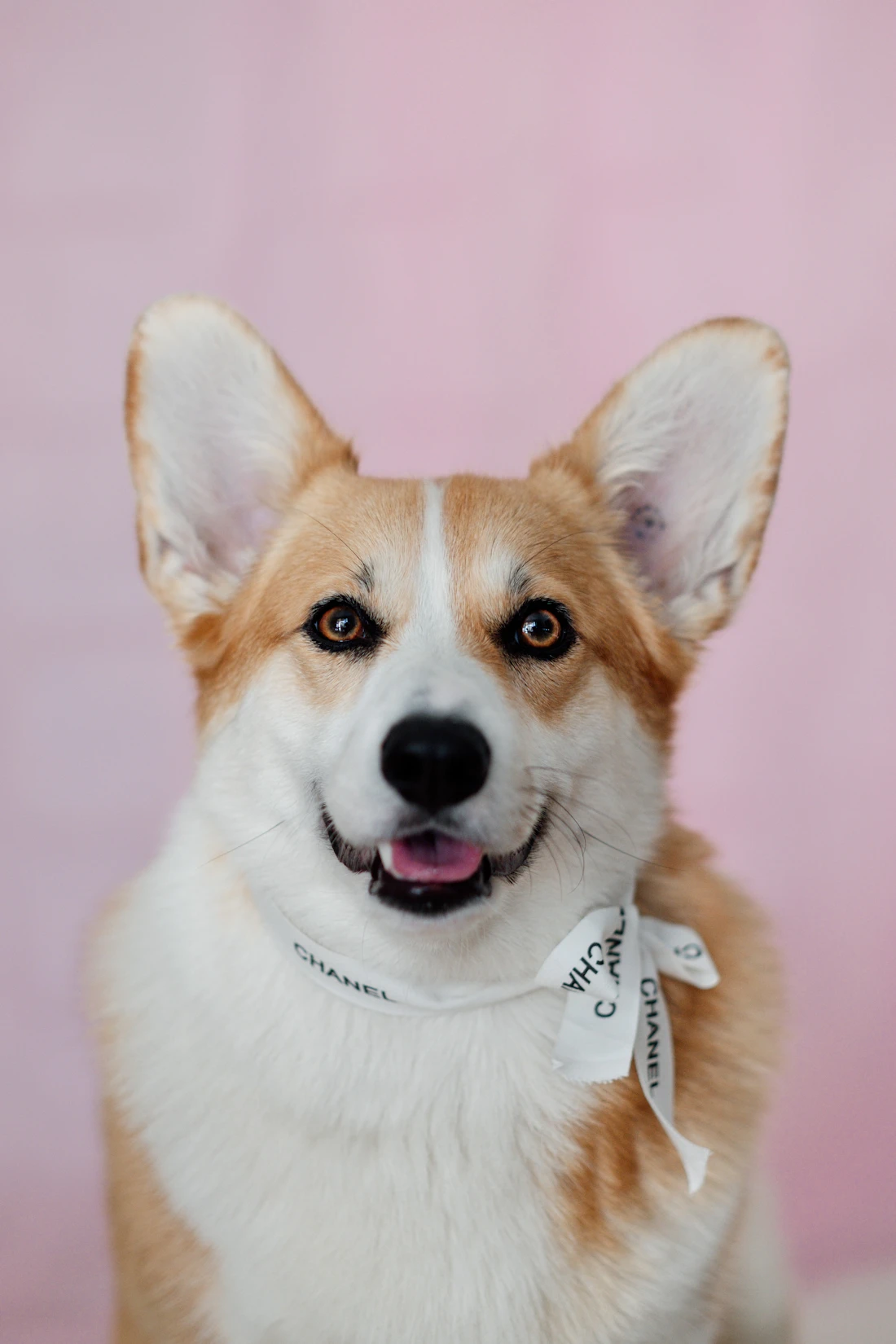 Corgi puppy